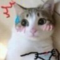 薛定谔的猫丶