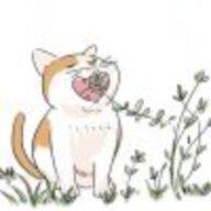 呀猫呀