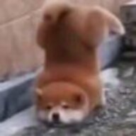 wpf刚睡醒