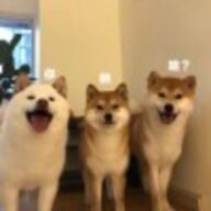 guzaiwo