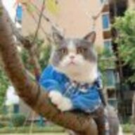 尘埃落定