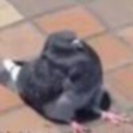 2489393390