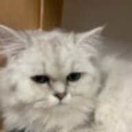麻薯猫