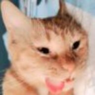 迎风nio