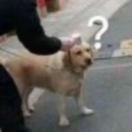 真不错啊