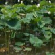 xingguangcuica
