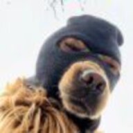 孤独的猫