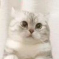 4949