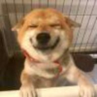 是一只修够狗