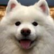 abigdog