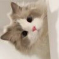快看一头熊