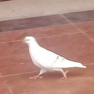 PigeonLeeoCN