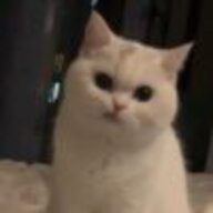 屠若若