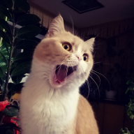 斑侬枷兰