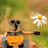 wali