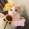 香蕉你个大菠萝
