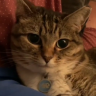 小黑猫萌萌哒