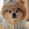 猫咪老师