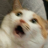 taloncat