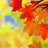 枫叶_Leaf